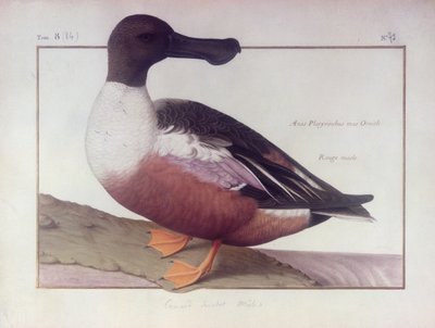 Ein Nordlöffler von Nicolas Robert